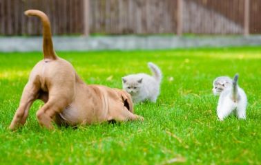 Hotel dla psów i kotów