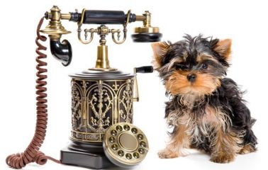 Hotel dla zwierząt Poznań