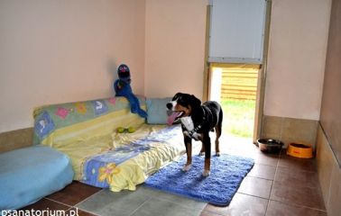 Hotel dla Psa Wielkopolska