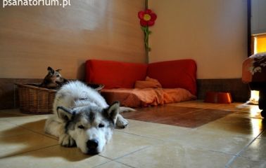 Hotel dla zwierząt wielkopolska