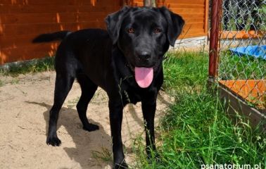 Hotel dla zwierząt wielkopolska